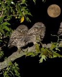 Owl under big Moon screenshot #1 128x160