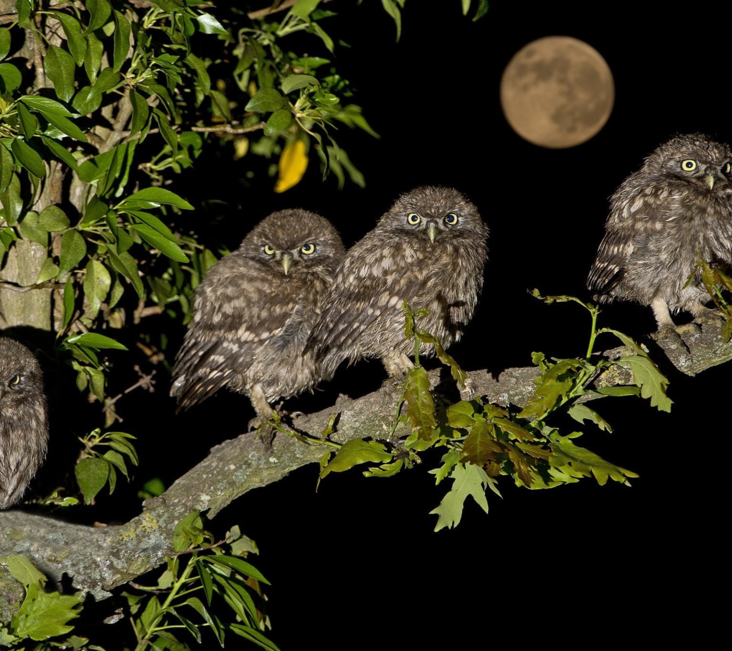 Fondo de pantalla Owl under big Moon 1440x1280