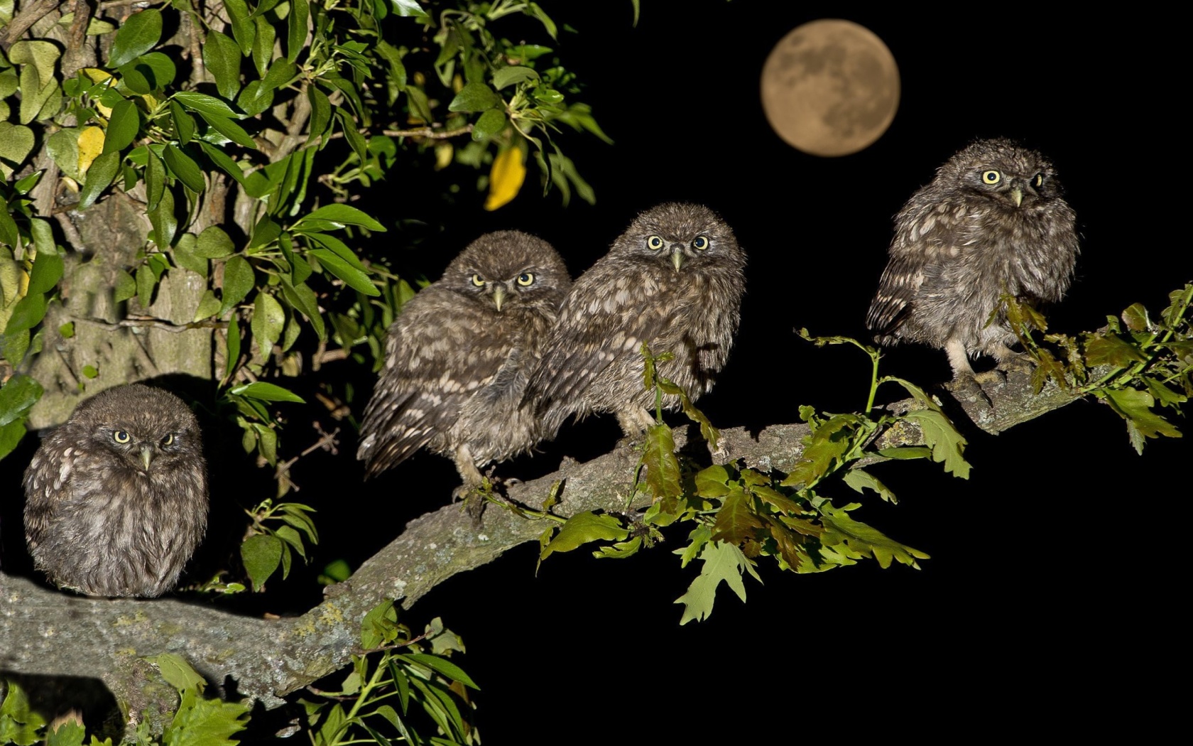 Owl under big Moon wallpaper 1680x1050