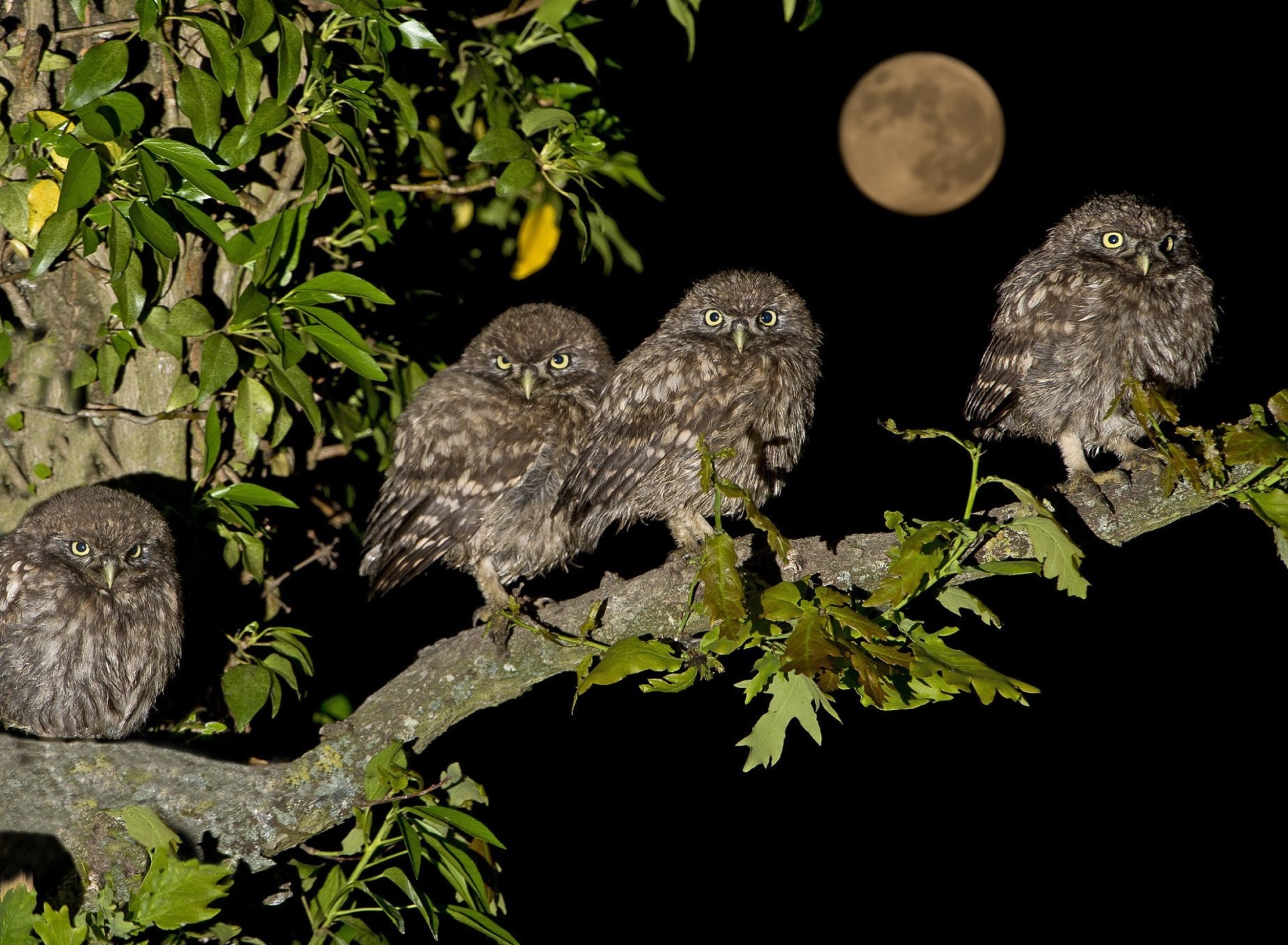 Обои Owl under big Moon 1920x1408