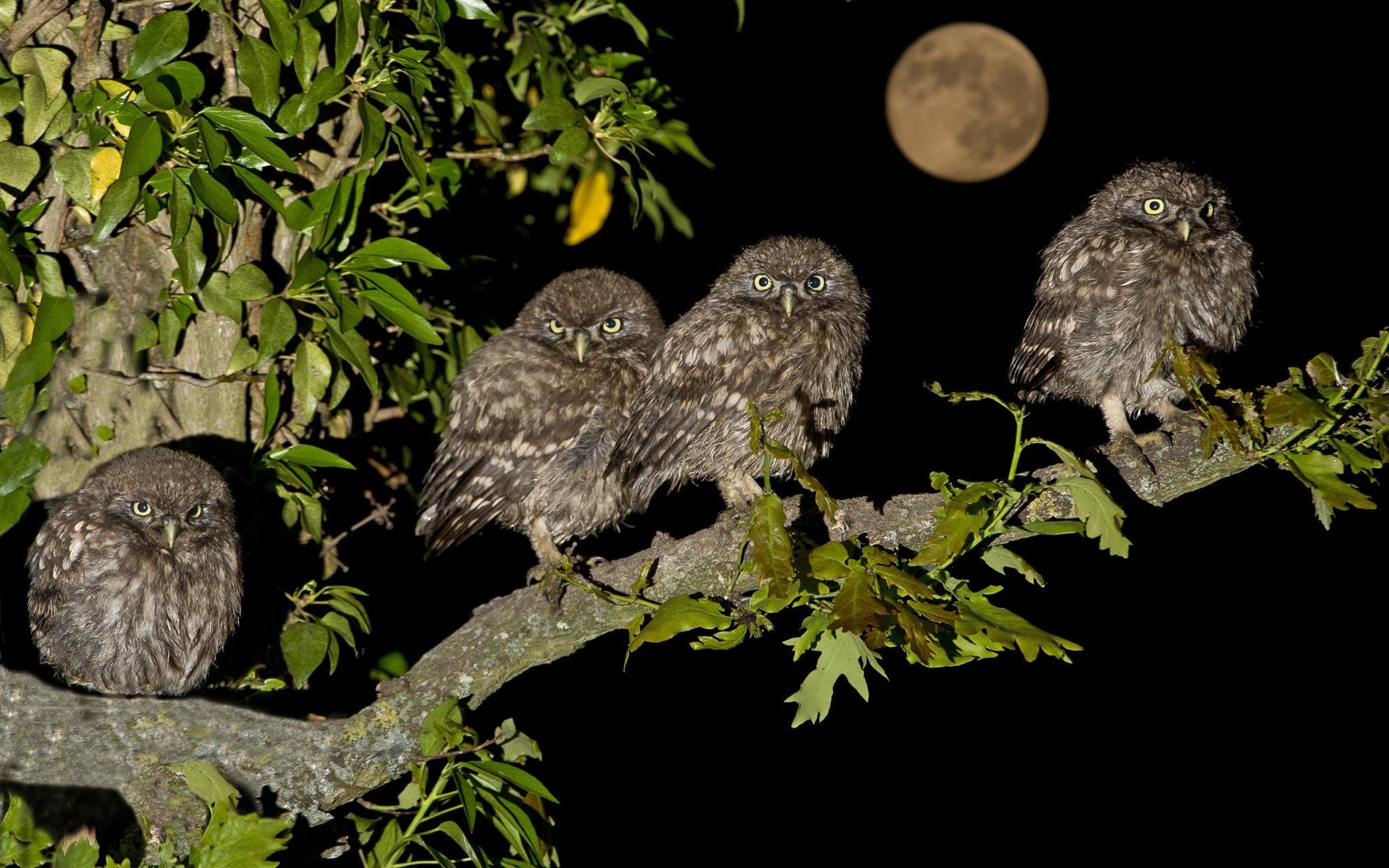 Обои Owl under big Moon 2560x1600