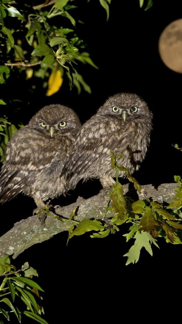 Sfondi Owl under big Moon 360x640