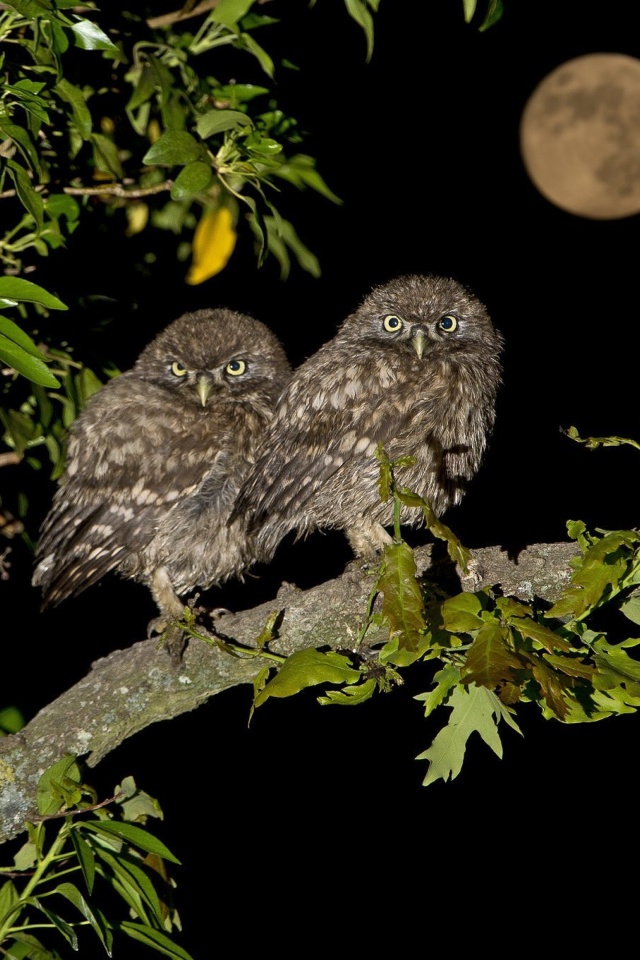 Owl under big Moon wallpaper 640x960