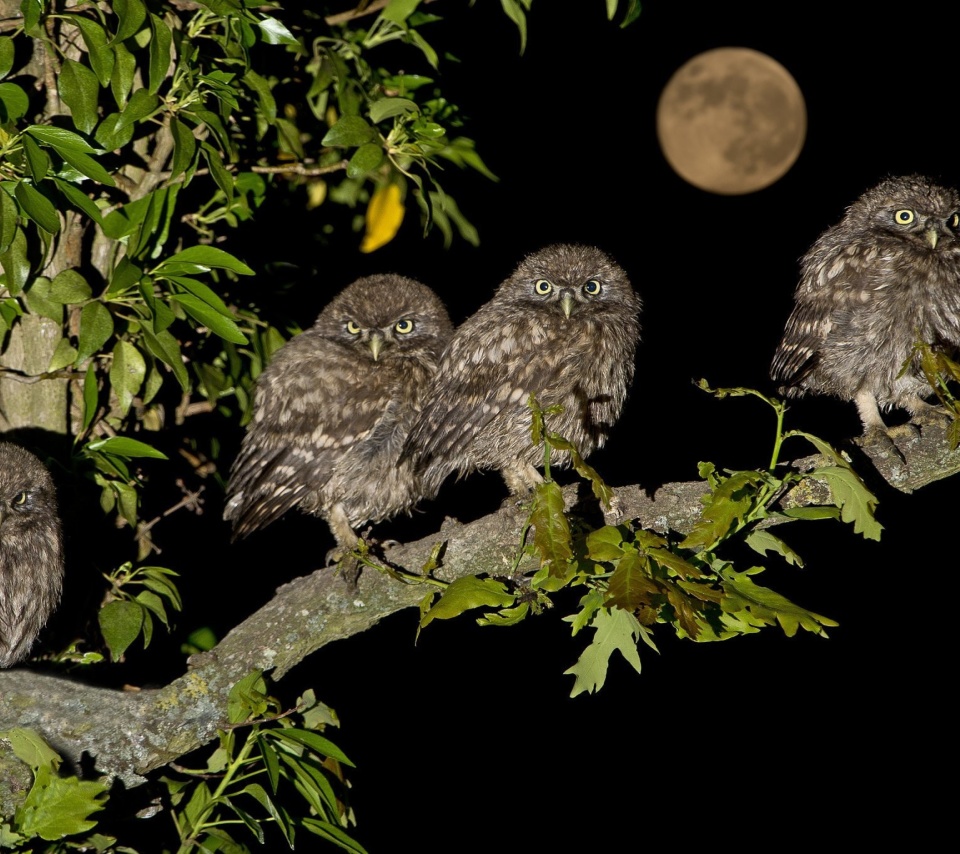 Sfondi Owl under big Moon 960x854