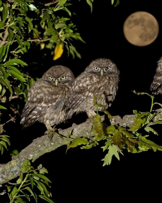 Owl under big Moon sfondi gratuiti per 320x480