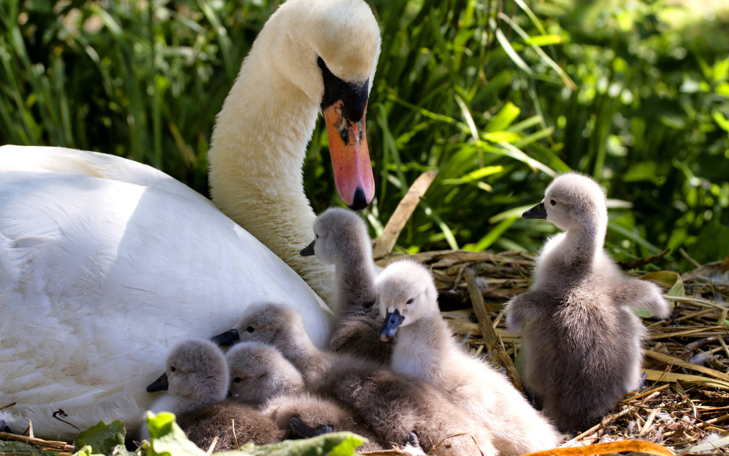 Sfondi Swans and geese 1440x900