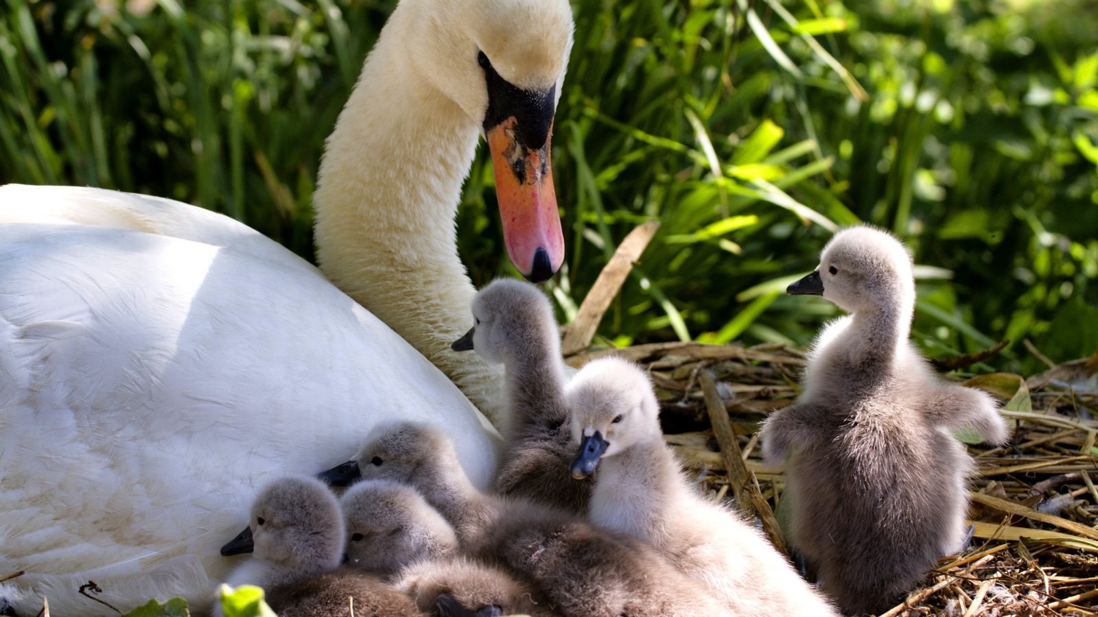 Sfondi Swans and geese 1600x900