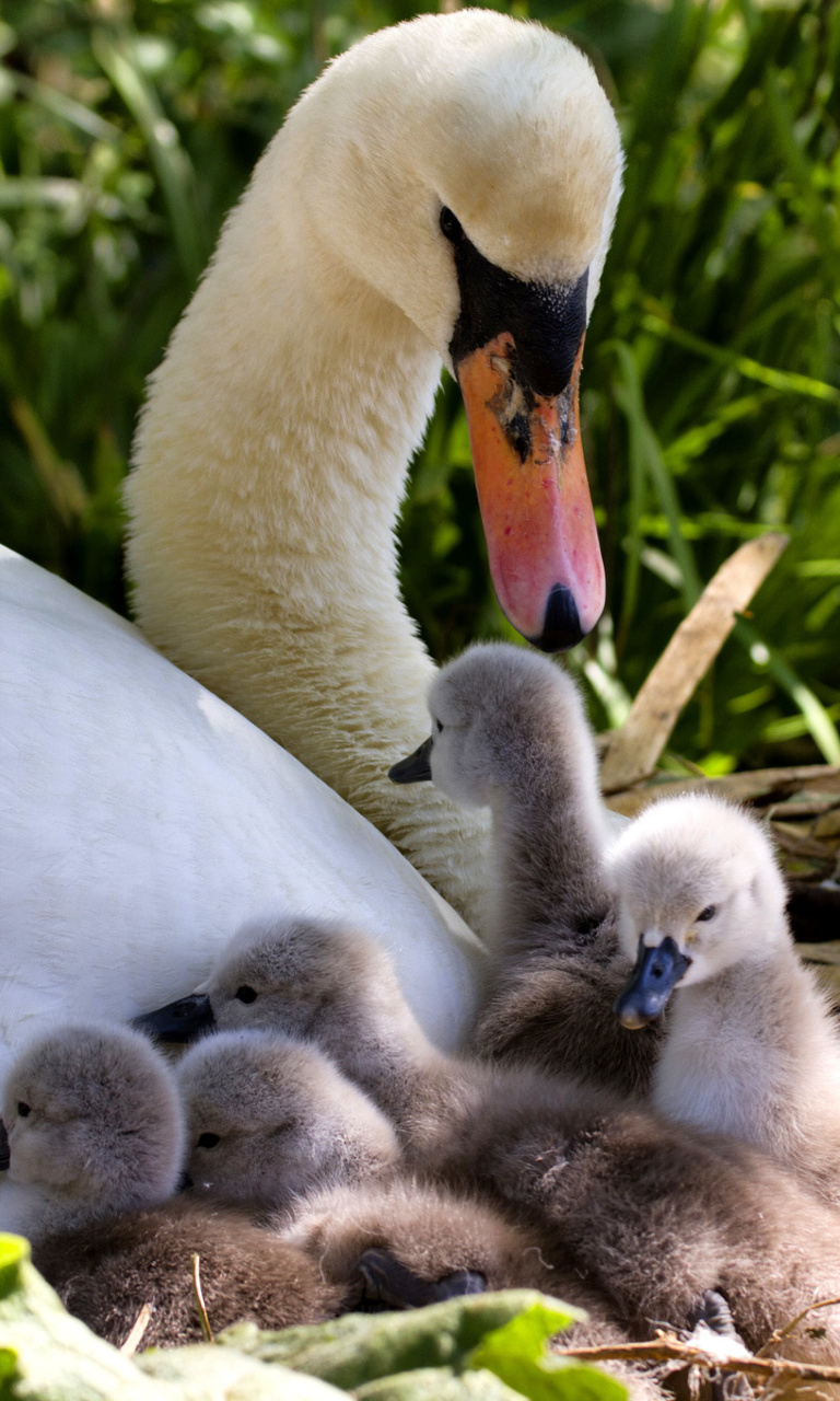 Обои Swans and geese 768x1280