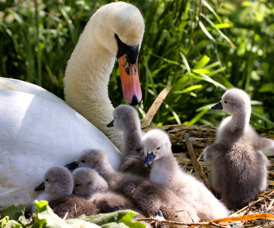 Das Swans and geese Wallpaper 960x800