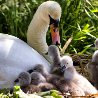 Swans and geese sfondi gratuiti per iPad 2