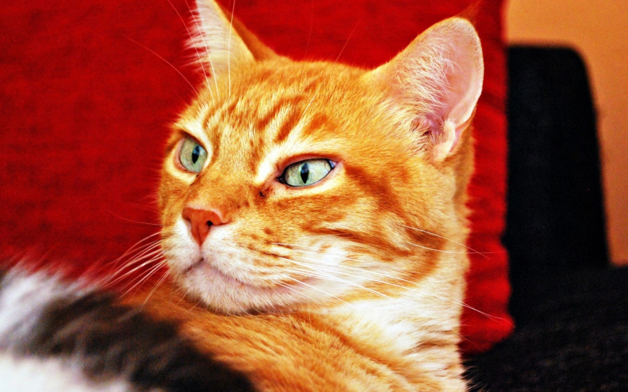 Screenshot №1 pro téma Ginger Cat 1280x800