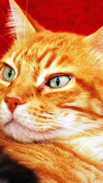 Fondo de pantalla Ginger Cat 360x640