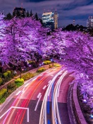 Purple sakura in Japan screenshot #1 132x176