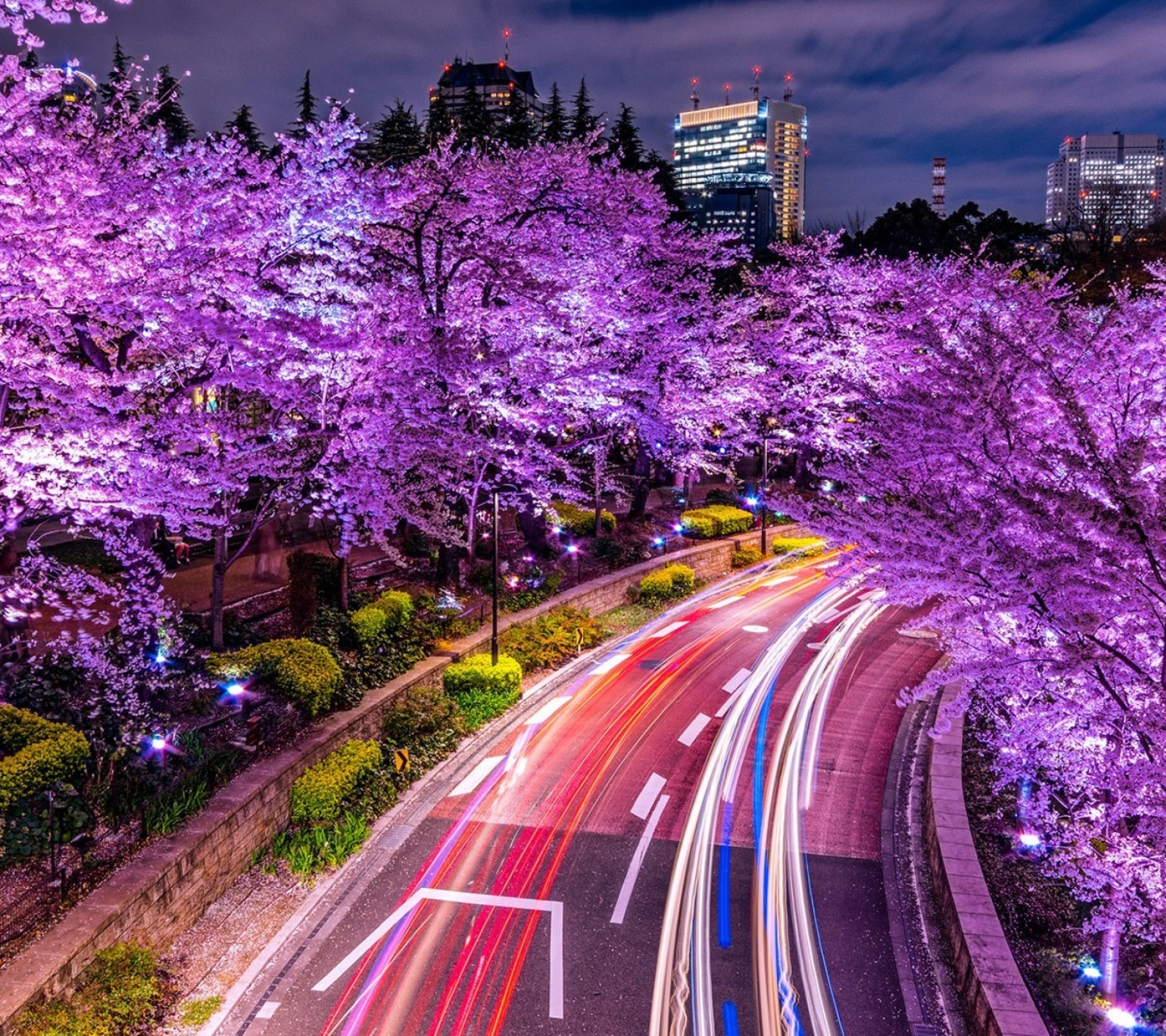 Screenshot №1 pro téma Purple sakura in Japan 1440x1280