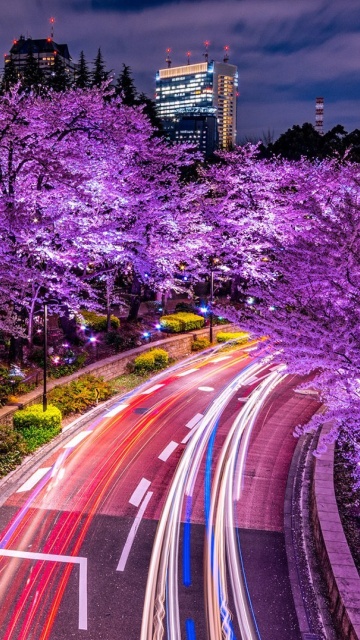 Обои Purple sakura in Japan 360x640