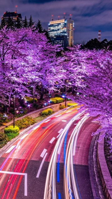 Purple sakura in Japan wallpaper 360x640