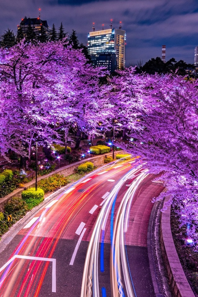 Das Purple sakura in Japan Wallpaper 640x960