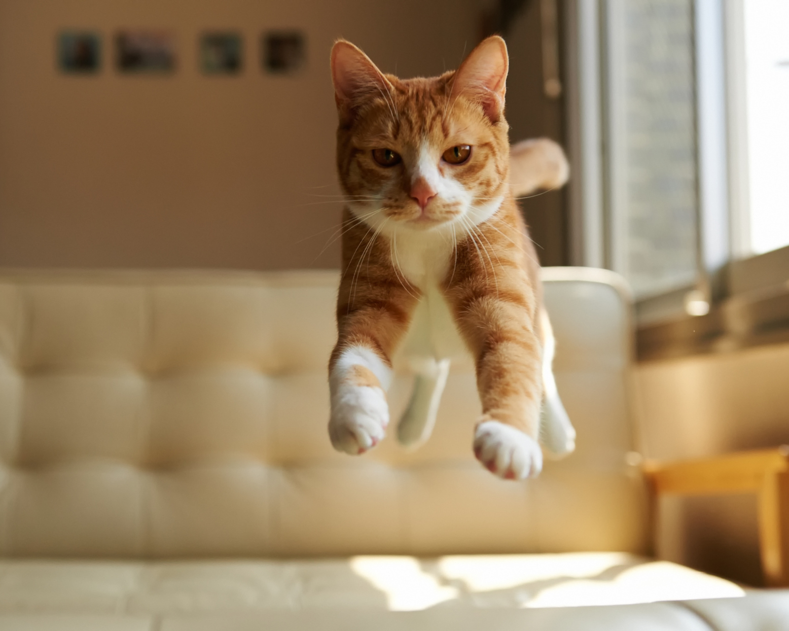 Cat Jump wallpaper 1600x1280