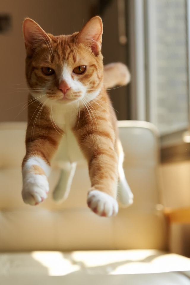 Das Cat Jump Wallpaper 640x960