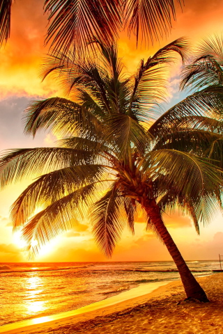 Fondo de pantalla Golden Sunset On Bali, Indonesia 320x480