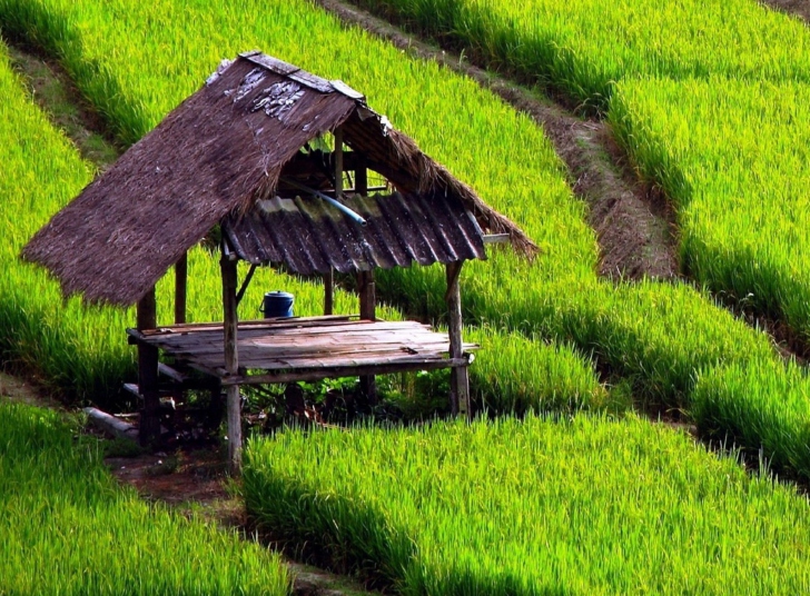 Обои Field With House