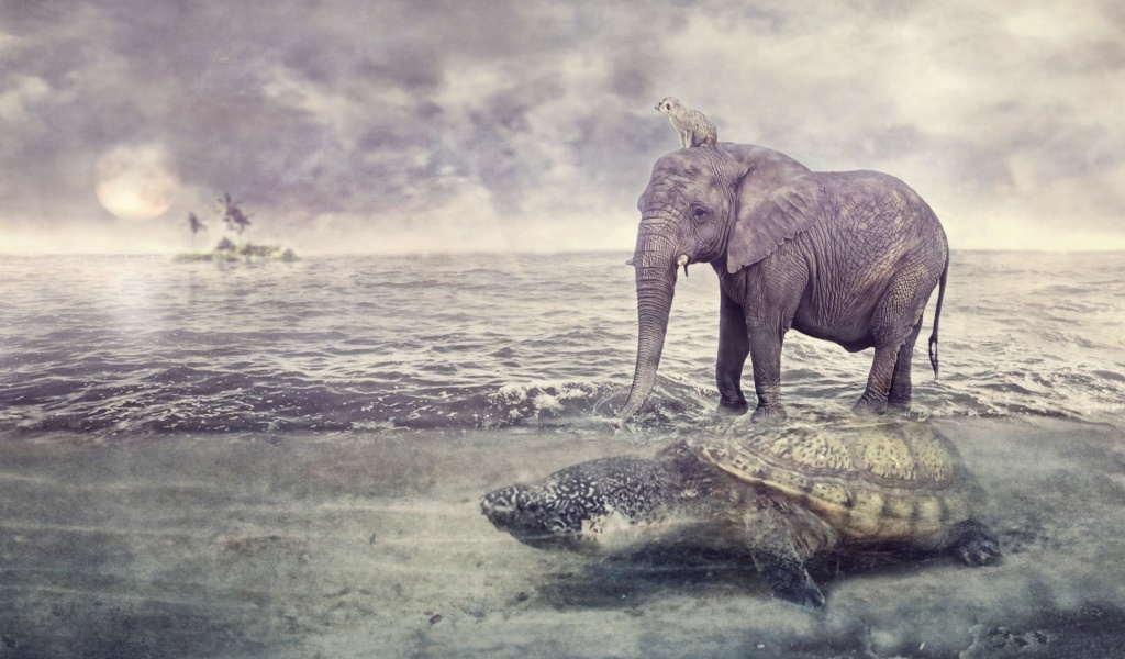 Fondo de pantalla Elephant and Turtle 1024x600