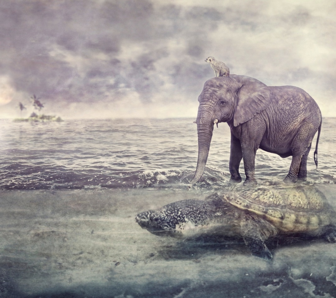 Das Elephant and Turtle Wallpaper 1080x960