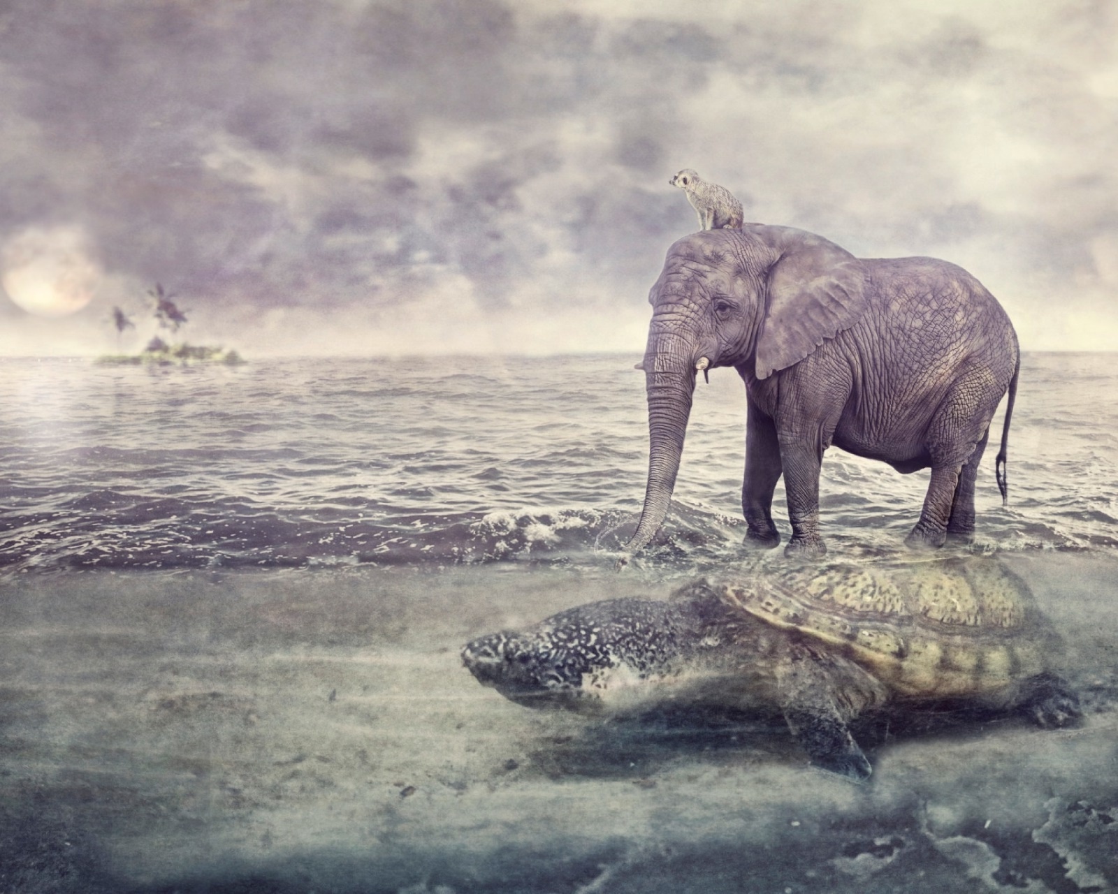 Elephant and Turtle wallpaper 1600x1280