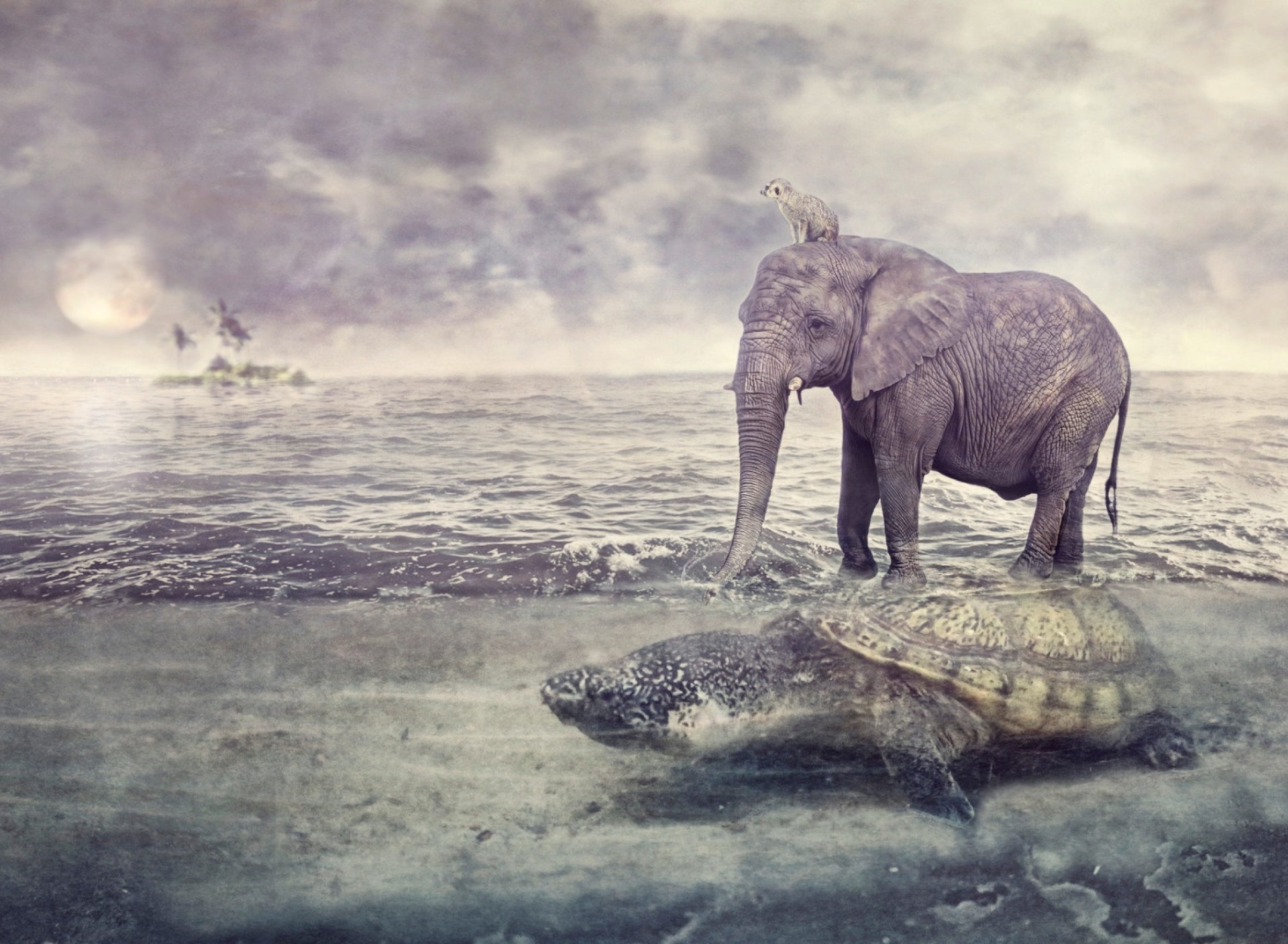 Обои Elephant and Turtle 1920x1408