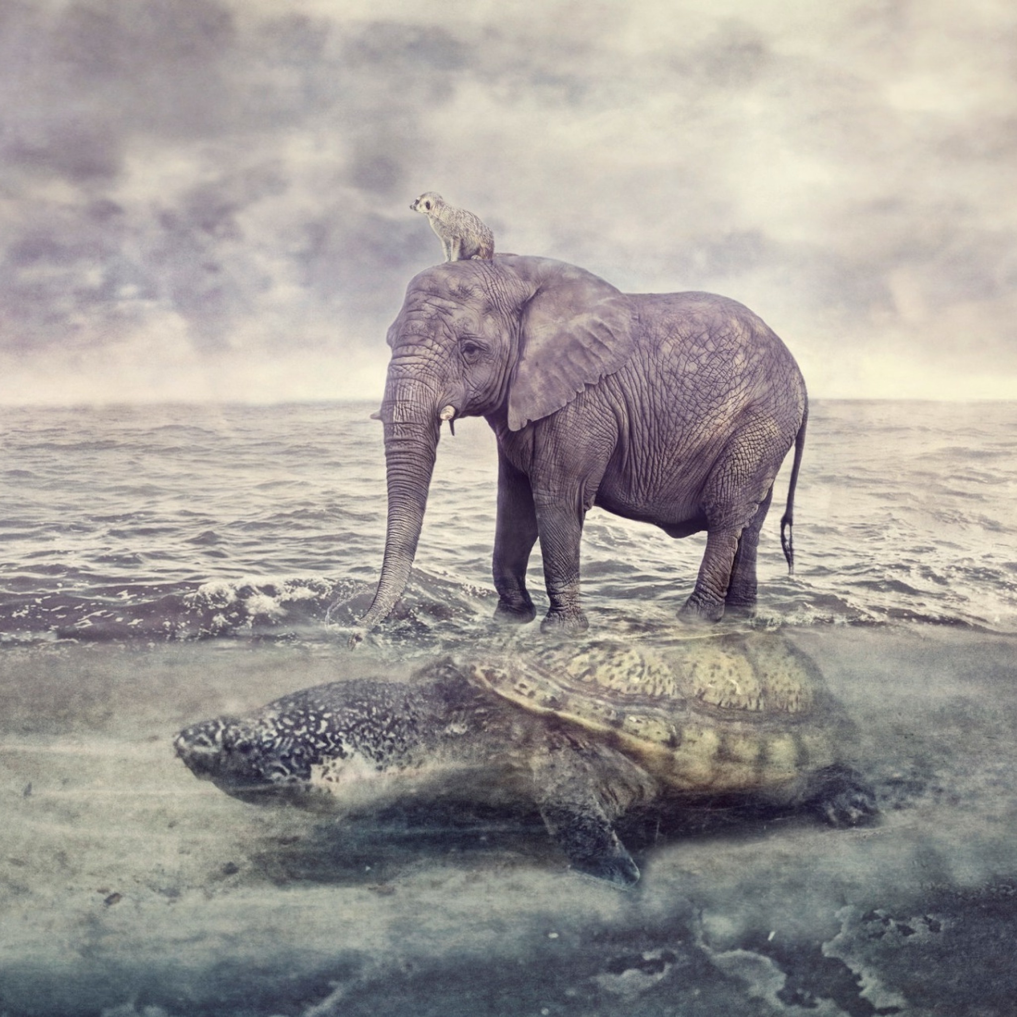 Elephant and Turtle wallpaper 2048x2048