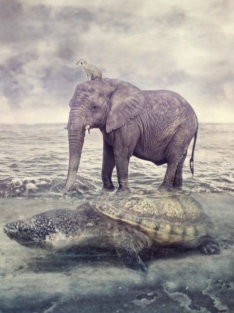 Elephant and Turtle wallpaper 480x640