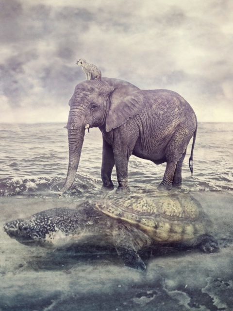 Обои Elephant and Turtle 480x640