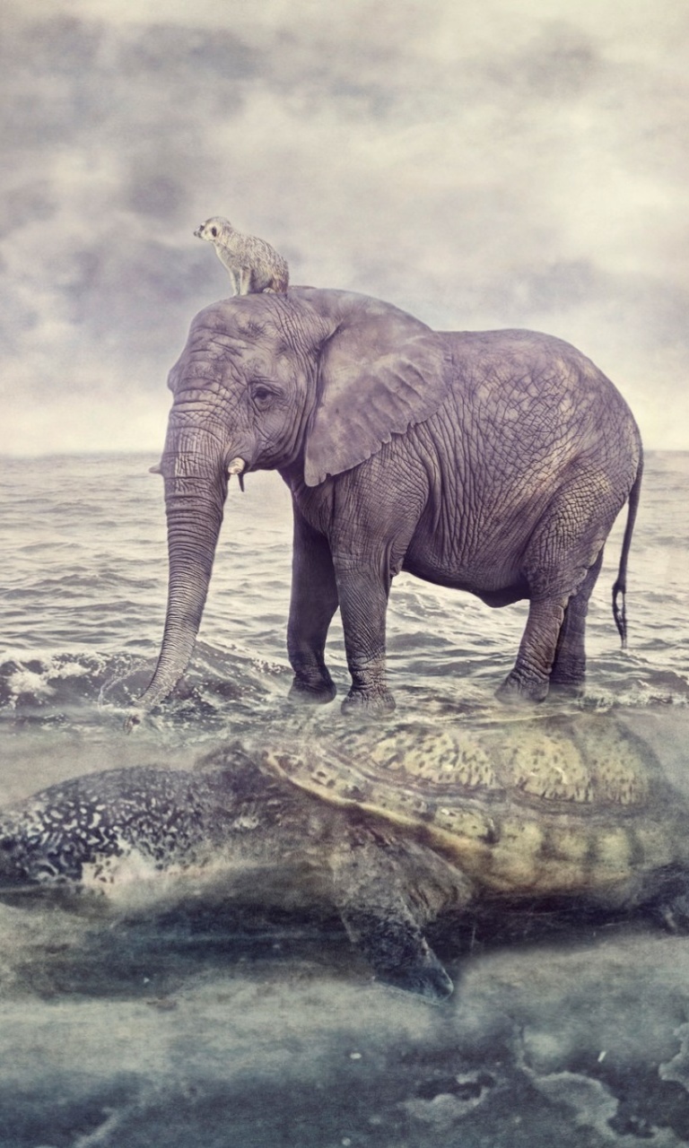 Elephant and Turtle wallpaper 768x1280