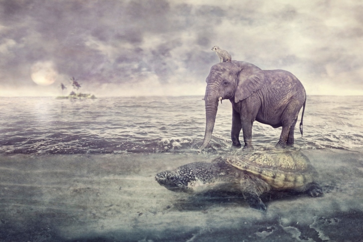 Elephant and Turtle wallpaper