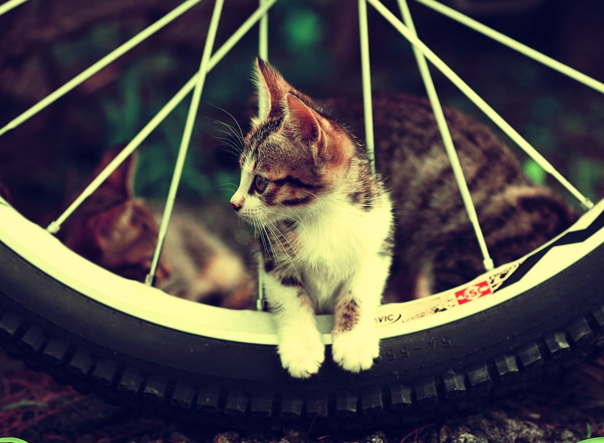 Cat And Tire wallpaper 1920x1408