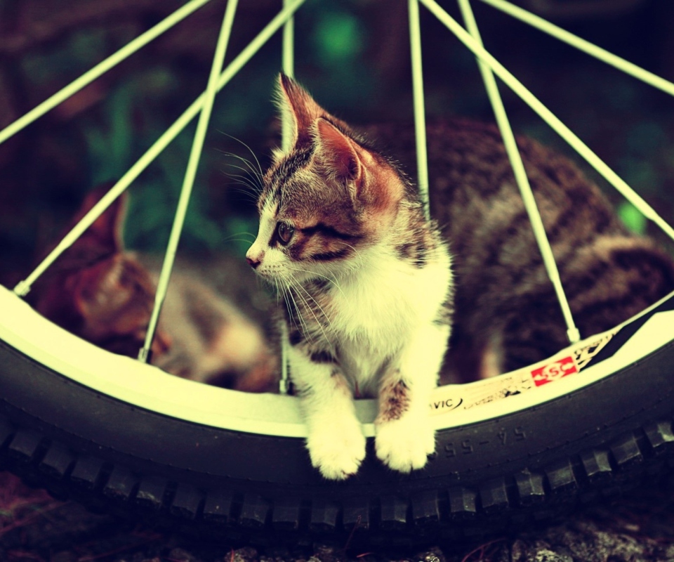 Das Cat And Tire Wallpaper 960x800