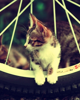 Cat And Tire - Obrázkek zdarma pro 640x1136