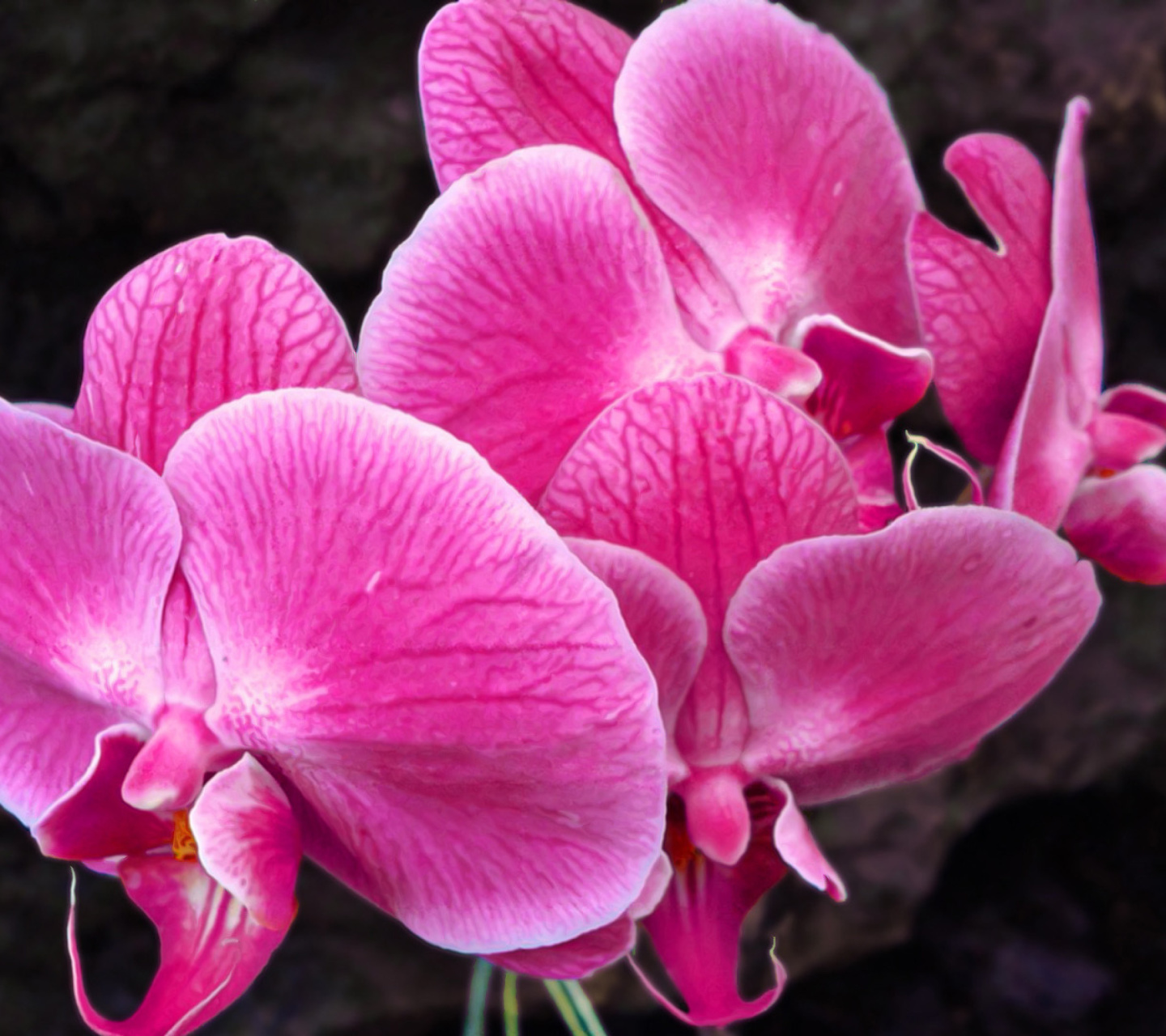 Screenshot №1 pro téma Pink orchid 1440x1280