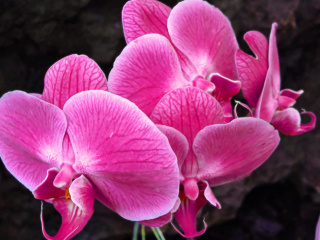 Das Pink orchid Wallpaper 320x240