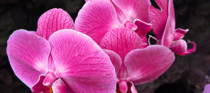 Screenshot №1 pro téma Pink orchid 720x320