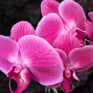 Kostenloses Pink orchid Wallpaper für 128x128