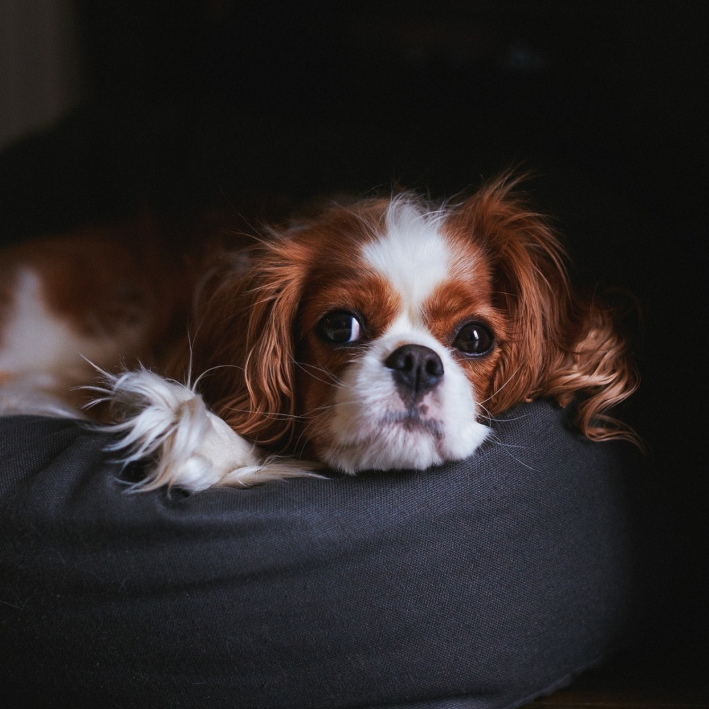 Обои Cavalier King Charles Spaniel 1024x1024