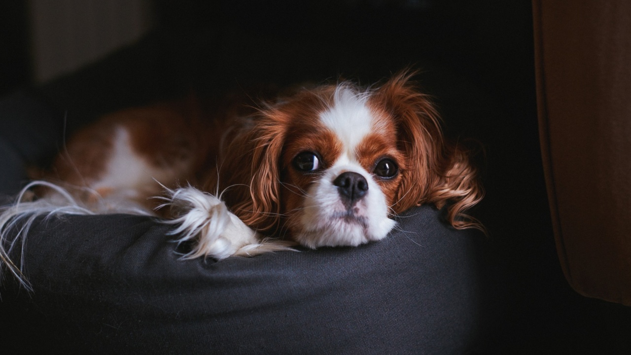 Sfondi Cavalier King Charles Spaniel 1280x720