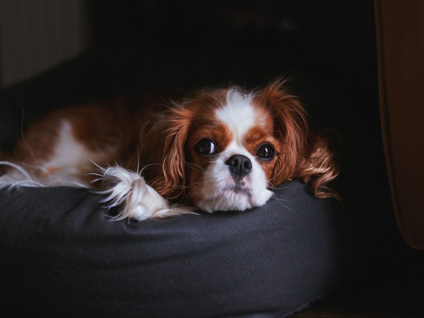 Обои Cavalier King Charles Spaniel 1400x1050