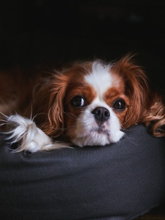 Das Cavalier King Charles Spaniel Wallpaper 240x320