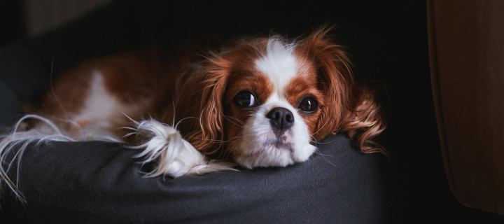 Sfondi Cavalier King Charles Spaniel 720x320