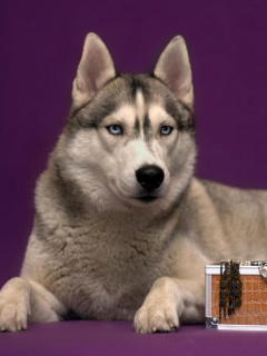 Siberian Husky screenshot #1 240x320