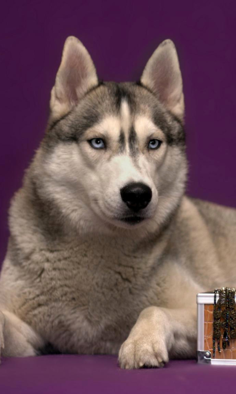 Das Siberian Husky Wallpaper 768x1280