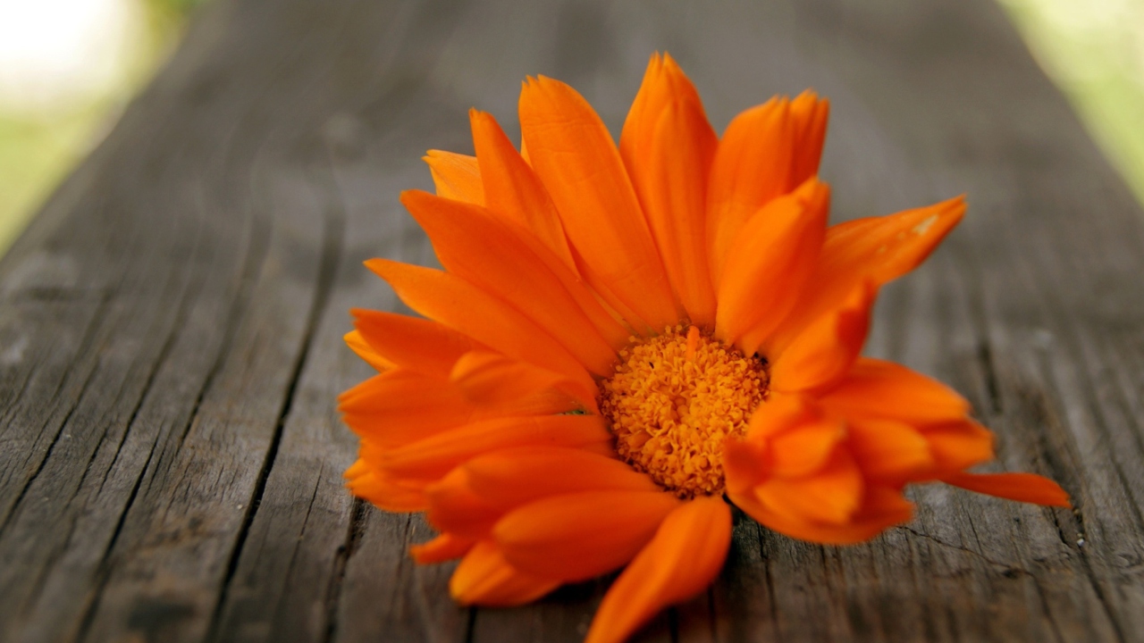 Das Orange Flower Wallpaper 1280x720