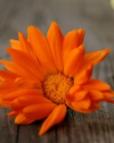 Обои Orange Flower 128x160